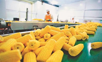 乡村振兴新引擎 183团鲜食玉米加工生产线助力现代农业发展